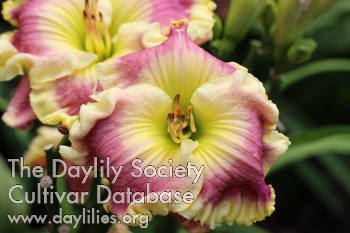 Daylily Orchid Linen